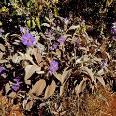 Solanum (genus) (Nightshades, soda apples, devils apples) at Lake Mackay, NT - 27 Aug 2024 by Paul4K