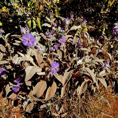 Solanum (genus) (Nightshades, soda apples, devils apples) at Lake Mackay, NT - 27 Aug 2024 by Paul4K
