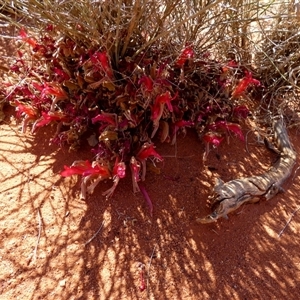 Leptosema chambersii (Upside-down Plant) at Lake Mackay, NT by Paul4K