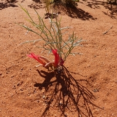 Leptosema chambersii at Lake Mackay, NT - 27 Aug 2024 11:04 AM