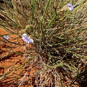 Scaevola basedowii at Lake Mackay, NT - 27 Aug 2024 11:05 AM