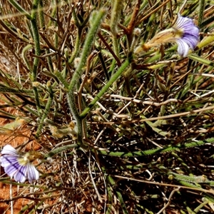 Scaevola basedowii at Lake Mackay, NT - 27 Aug 2024