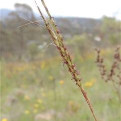 Bothriochloa macra (Red Grass, Red-leg Grass) at Conder, ACT - 7 Jan 2024 by MichaelBedingfield