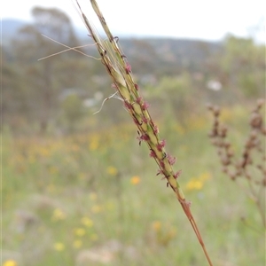 Bothriochloa macra at Conder, ACT - 7 Jan 2024 04:06 PM