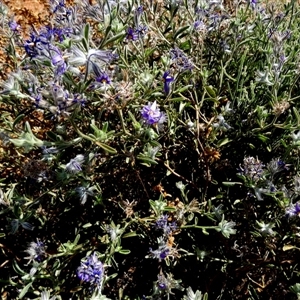 Unidentified Other Shrub at Lake Mackay, NT by Paul4K