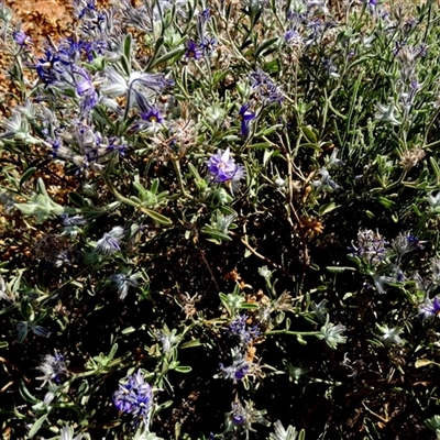 Unidentified Other Shrub at Lake Mackay, NT - 27 Aug 2024 by Paul4K