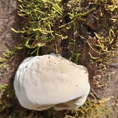 Unidentified Fungus at Upper Pappinbarra, NSW - 1 Oct 2024 by Brouhaha