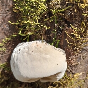 Unidentified Fungus at Upper Pappinbarra, NSW by Brouhaha