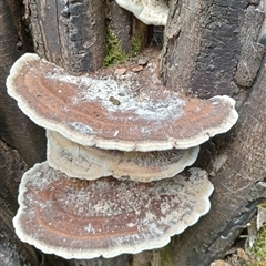 Unidentified Fungus at Upper Pappinbarra, NSW - 1 Oct 2024 by Brouhaha