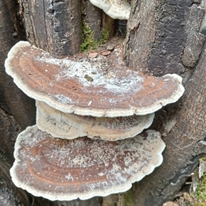 Unidentified Fungus at Upper Pappinbarra, NSW by Brouhaha