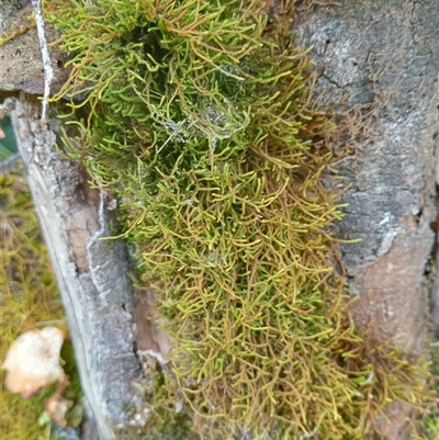 Unidentified Moss, Liverwort or Hornwort at Upper Pappinbarra, NSW - 1 Oct 2024 by Brouhaha