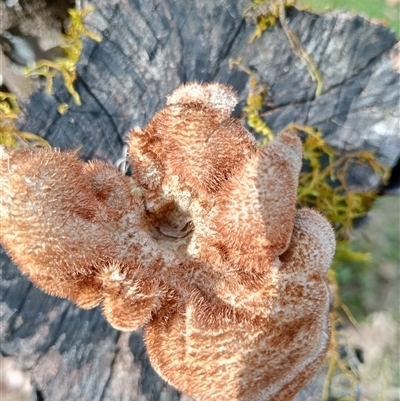 Unverified Lichen, Moss or other Bryophyte at Upper Pappinbarra, NSW - 2 Oct 2024 by Brouhaha