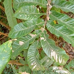 Unidentified Plant at Upper Pappinbarra, NSW - 1 Oct 2024 by Brouhaha