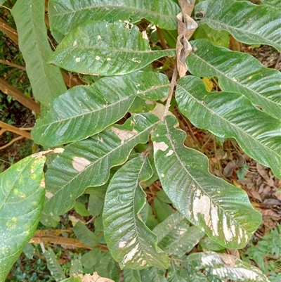 Unidentified Plant at Upper Pappinbarra, NSW - 1 Oct 2024 by Brouhaha