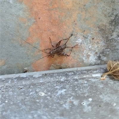 Eurepa marginipennis (Mottled bush cricket) at Upper Pappinbarra, NSW - 2 Oct 2024 by Brouhaha