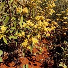 Dicrastylis exsuccosa (Rusty Sand-Sage) at Lake Mackay, NT - 27 Aug 2024 by Paul4K