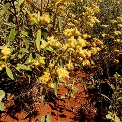 Unidentified Other Shrub at Lake Mackay, NT - 27 Aug 2024 by Paul4K