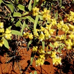 Dicrastylis exsuccosa at Lake Mackay, NT - 27 Aug 2024 11:11 AM