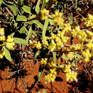 Dicrastylis exsuccosa at Lake Mackay, NT - 27 Aug 2024 11:11 AM