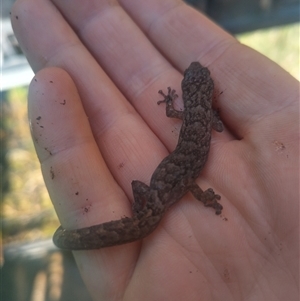 Christinus marmoratus at Flynn, ACT - 3 Oct 2024 01:44 PM