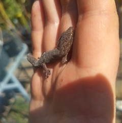 Christinus marmoratus at Flynn, ACT - 3 Oct 2024 01:44 PM