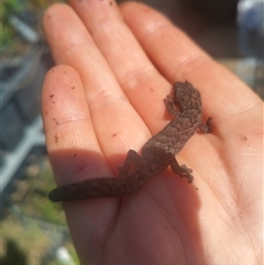 Christinus marmoratus at Flynn, ACT - 3 Oct 2024