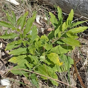 Solanum pseudocapsicum at Watson, ACT - 30 Sep 2024