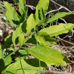 Solanum pseudocapsicum at Watson, ACT - 30 Sep 2024