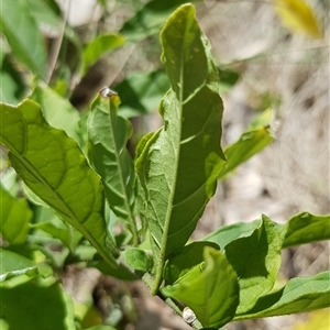 Solanum pseudocapsicum at Watson, ACT - 30 Sep 2024