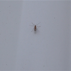 Nematocera sp. (suborder) (Unidentified 'nematoceran' fly) at Lyons, ACT - 2 Oct 2024 by ran452