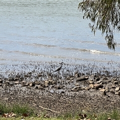 Egretta novaehollandiae (White-faced Heron) at Donnybrook, QLD - 3 Oct 2024 by JimL