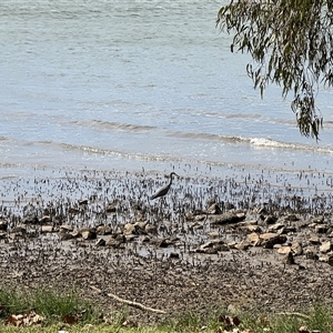 Egretta novaehollandiae (White-faced Heron) at Donnybrook, QLD by JimL