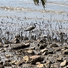 Egretta novaehollandiae at Donnybrook, QLD - 3 Oct 2024 01:51 PM