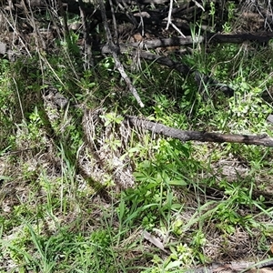 Galium aparine at Watson, ACT - 30 Sep 2024