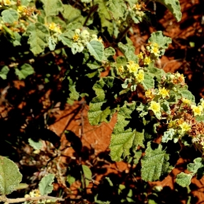 Androcalva loxophylla (Rulingia) at Lake Mackay, NT - 27 Aug 2024 by Paul4K
