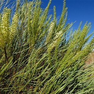 Grevillea stenobotrya at Lake Mackay, NT - 27 Aug 2024