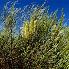 Grevillea stenobotrya at Lake Mackay, NT - 27 Aug 2024