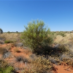 Grevillea stenobotrya at Lake Mackay, NT - 27 Aug 2024 11:36 AM