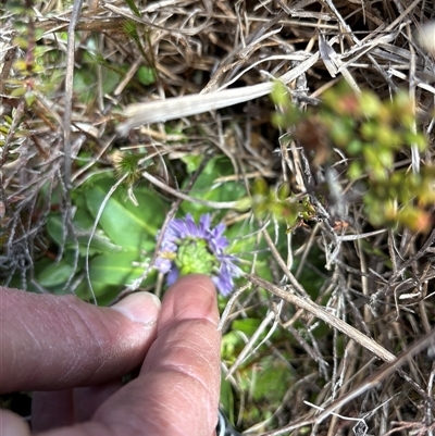 Brachyscome decipiens (Field Daisy) at Tharwa, ACT - 3 Oct 2024 by NMenzies