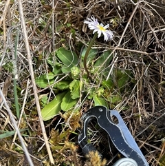 Brachyscome decipiens at Tharwa, ACT - 3 Oct 2024