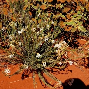 Lechenaultia lutescens at Lake Mackay, NT - 27 Aug 2024 11:36 AM
