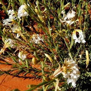 Lechenaultia lutescens at Lake Mackay, NT - 27 Aug 2024 11:36 AM