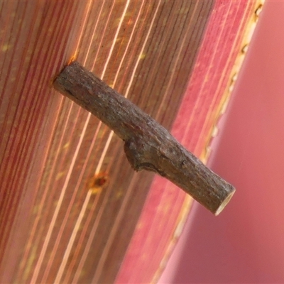 Hemibela (genus) (A Concealer moth) at Braemar, NSW - 2 Oct 2024 by Curiosity