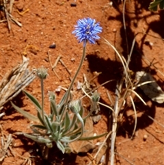 Brunonia australis (Blue Pincushion) at Lake Mackay, NT - 27 Aug 2024 by Paul4K