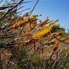 Grevillea eriostachya (Yellow Flame Grevillea) at Lake Mackay, NT - 27 Aug 2024 by Paul4K