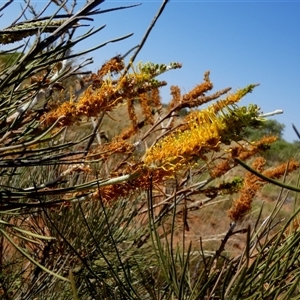 Grevillea eriostachya at Lake Mackay, NT - 27 Aug 2024 11:53 AM