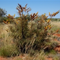 Grevillea eriostachya at Lake Mackay, NT - 27 Aug 2024 11:53 AM