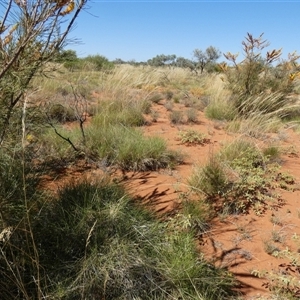 Grevillea eriostachya at Lake Mackay, NT - 27 Aug 2024