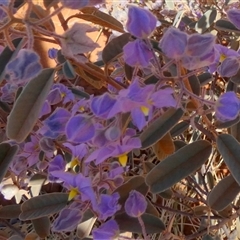 Seringia exastia (Common Firebush) at Lake Mackay, NT - 27 Aug 2024 by Paul4K