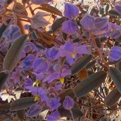 Unidentified Other Wildflower or Herb at Lake Mackay, NT - 27 Aug 2024 by Paul4K